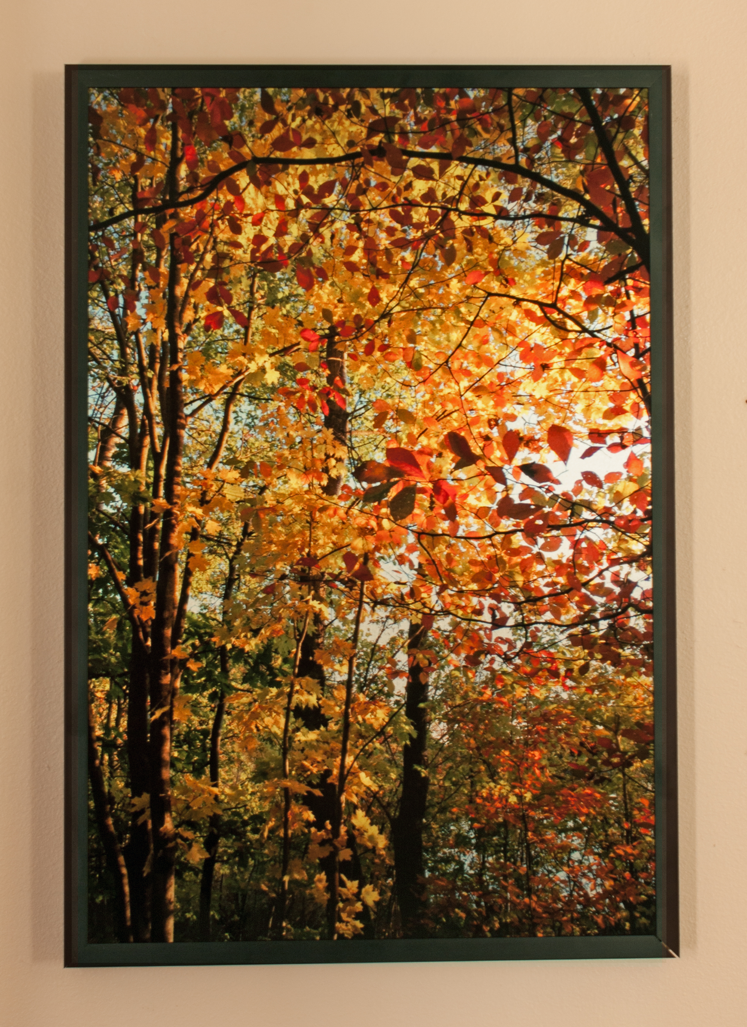 Autumn trees made with sublimation printing