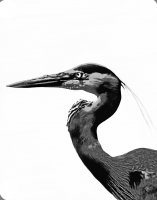 This distinctive heron posed patiently. Available on white or silver metal, it is fun to enjoy 