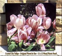 Spring Tulips in Crystal City. Original photo printed on 11.6 X 11.6 Chromalux HB panel