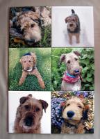 These coasters show photos of some of the dogs that have stayed with me until finding their for