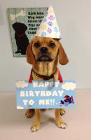 One of my local doggy daycares needed a  sign for when they take birthday photos for their clie