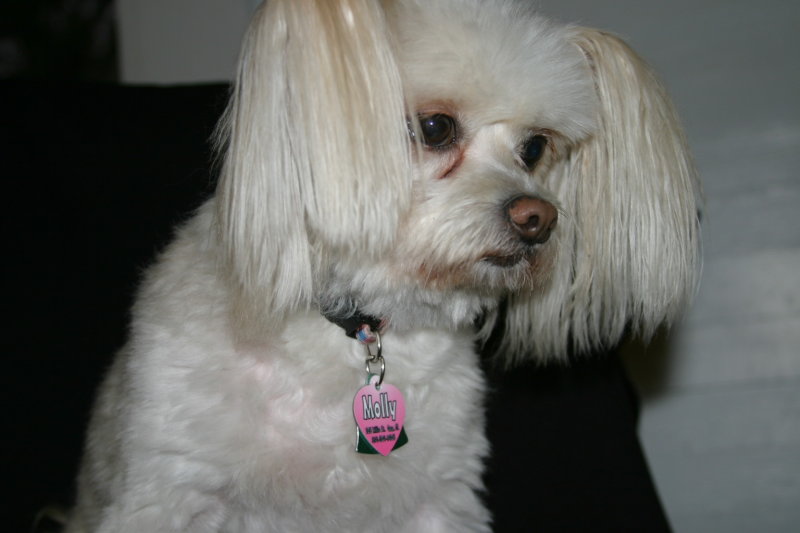 Pet Tag w/Molly made with sublimation printing