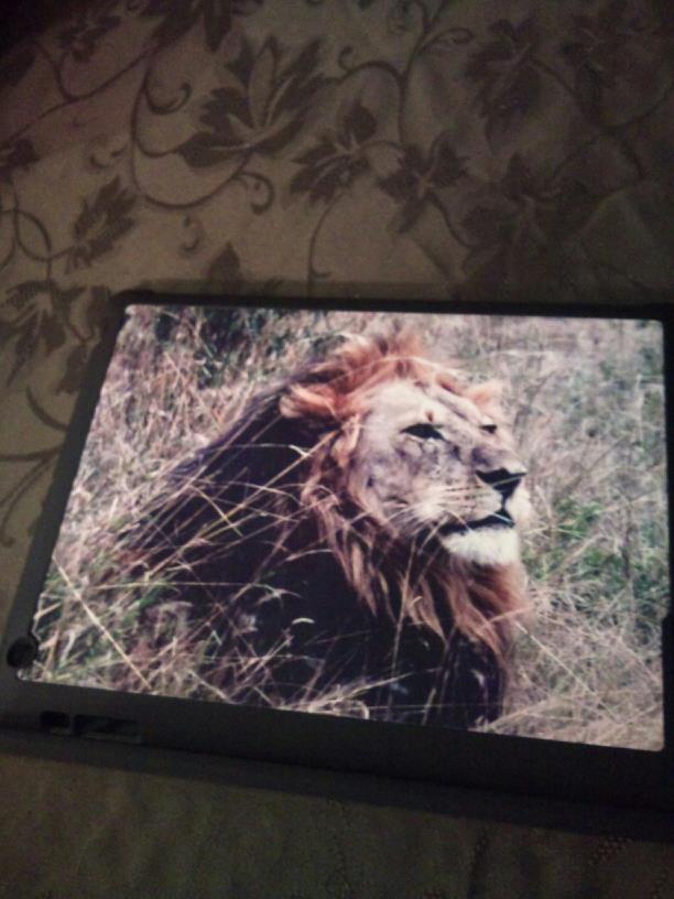 Safari Lion iPad Cover made with sublimation printing