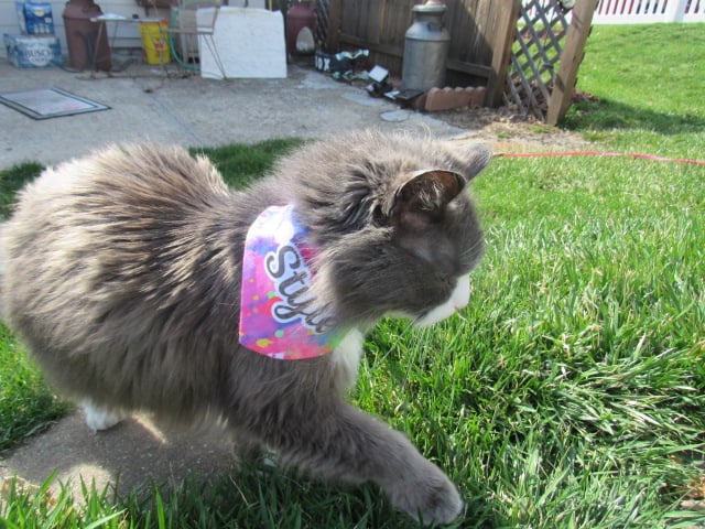 This is my cat Style in her pet scarf.   On the back is her contact info.   She loves wearing t