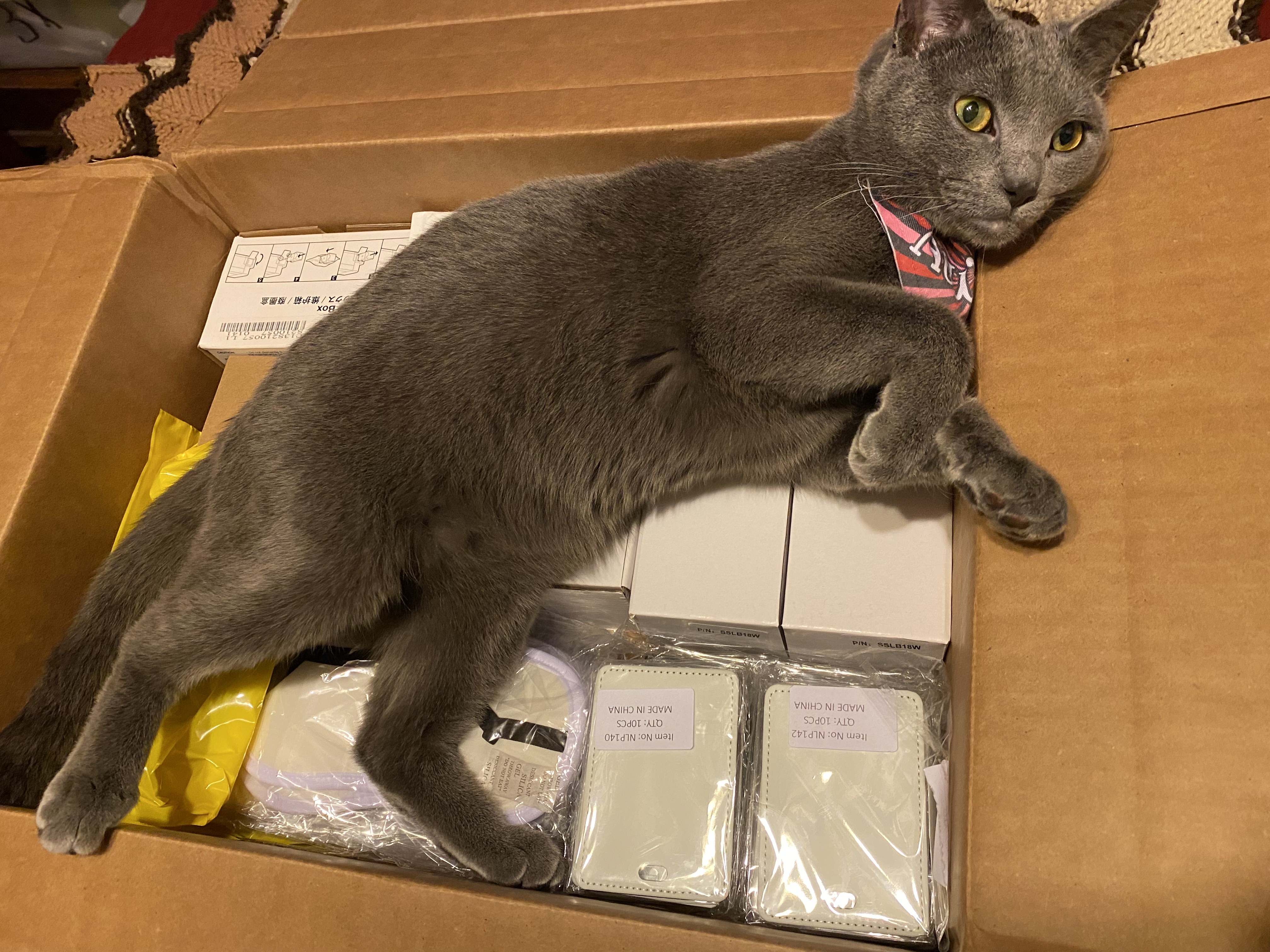 Even my cat Newman loves getting packages from Conde
