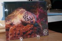 8X10 photo of a turtle on glass