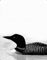 Strongly-contrasting loon, on white or silver metal, is effective in many room settings. Our 