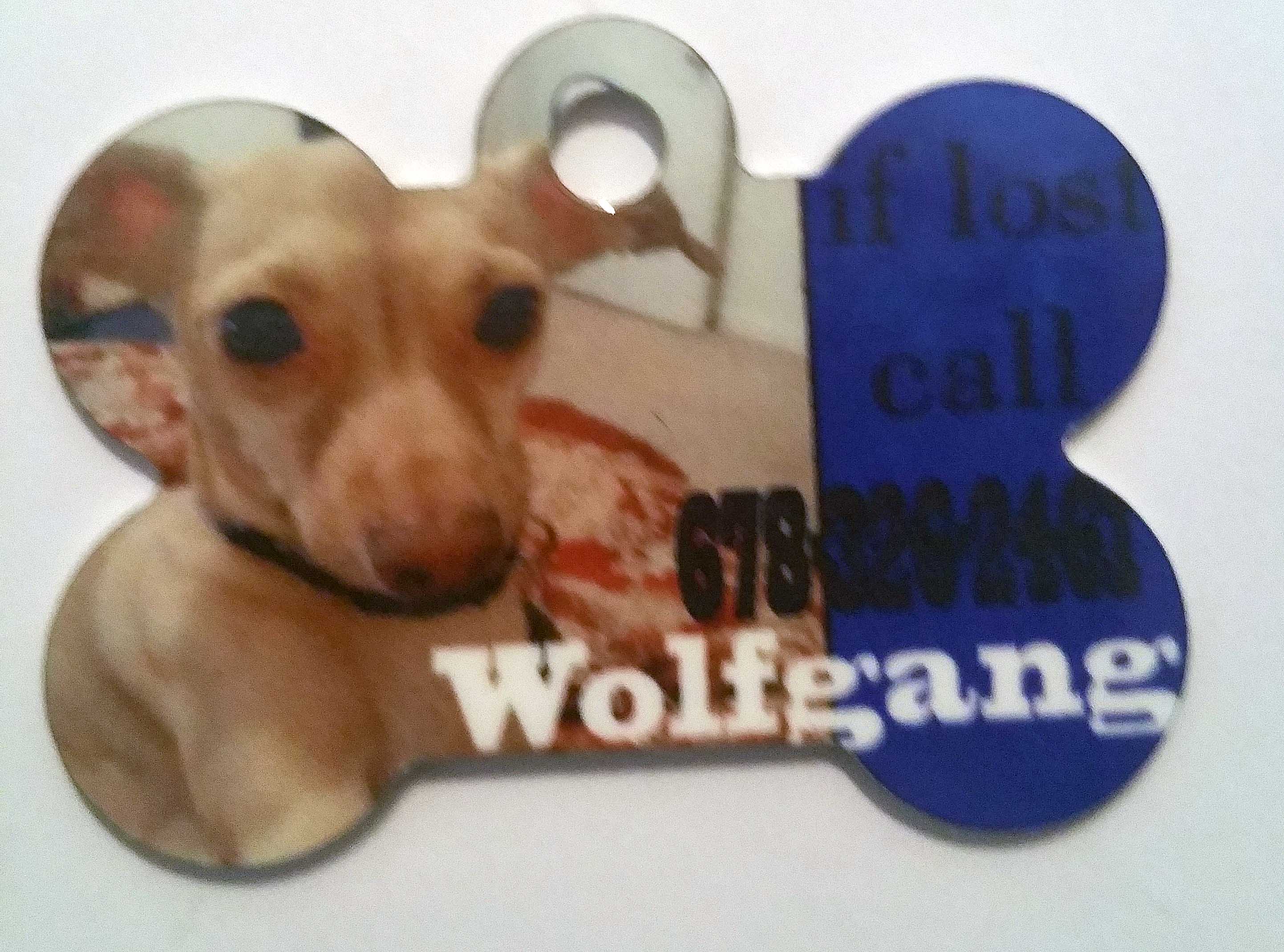 our dog Wolfgang wearing his dog tag with his pic and name