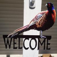 This is a Pheasant Welcome Sign made completely out of ChromaLuxe aluminum panels. I cut out th