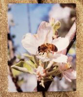 Bee on apple blossom