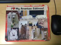 A collage of my three American Eskimos on a mousepad for the pet theme contest.