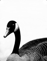 Strongly-contrasting Canada Goose, on white or silver metal, displays beautifully on a wall. Ke