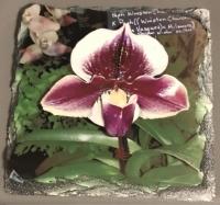 Small sublislate coaster showing one of the beautiful orchids exhibited at our recent society c