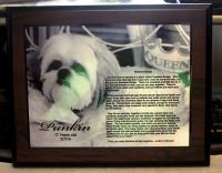 Rainbow Bridge Pet Memorial Plaque (the green tint is the reflection of my shirt off the plaque